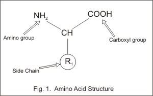 amino acid